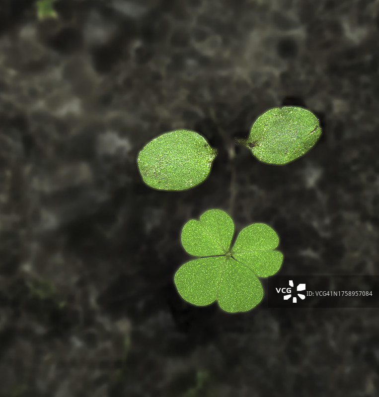 三叶草特写图片素材