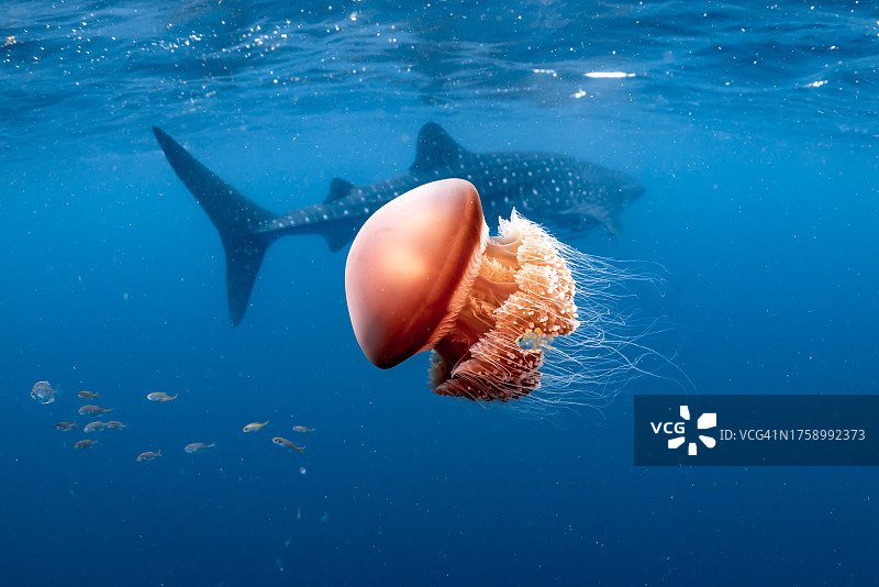 鲸鲨与水母图片素材
