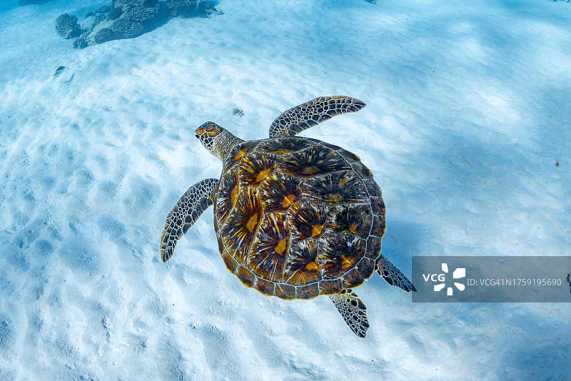 绿海龟图片素材