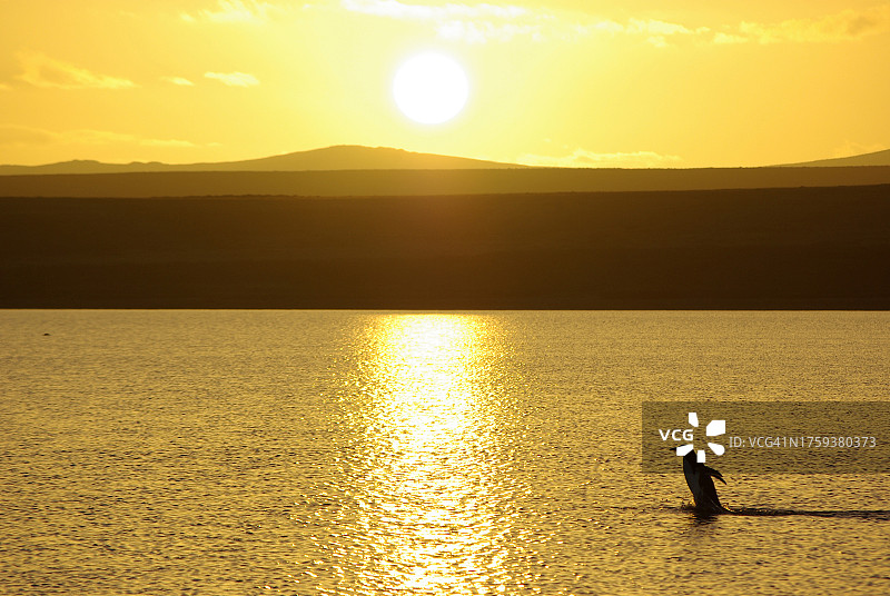 一只巴布亚企鹅在日落时分趟过湖面图片素材