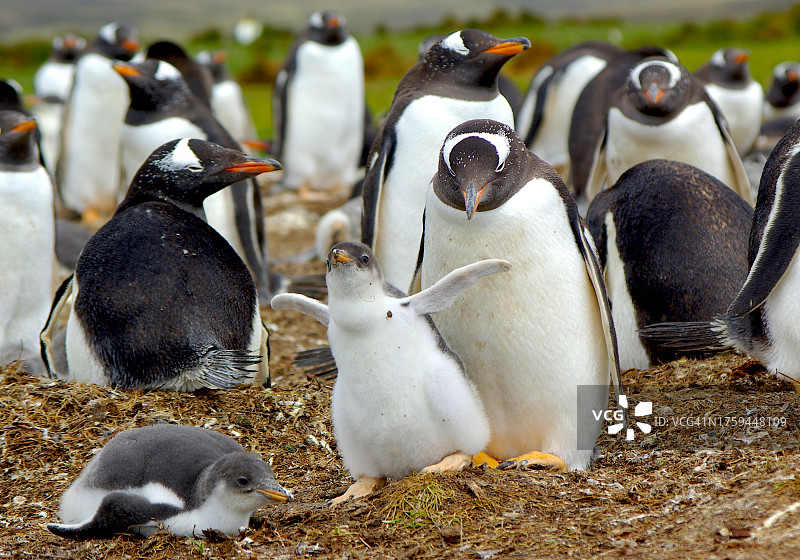 巴布亚企鹅的幼鸟和栖息地图片素材