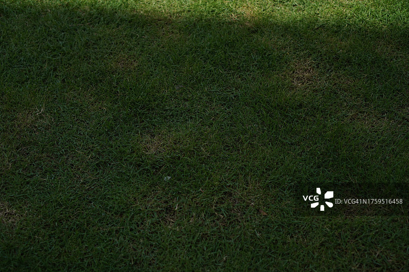 高尔夫球场自然公园的绿色草坪图片素材