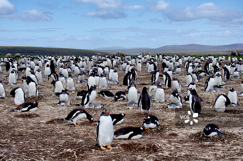 巴布亚企鹅栖息地图片素材