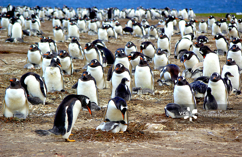 巴布亚企鹅栖息地图片素材