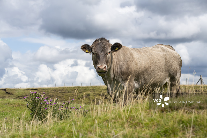 夏季阳光下户外的杂交奶牛图片素材