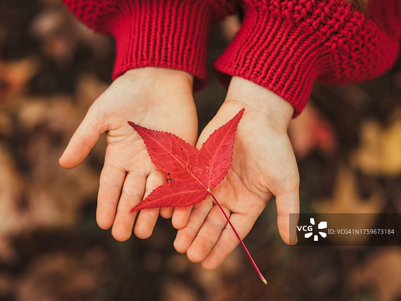 女孩手捧秋叶图片素材