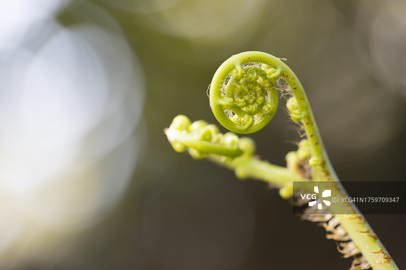 卷曲蕨类植物新芽特写图片素材