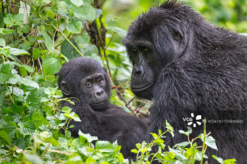 野外的小猩猩和母猩猩图片素材
