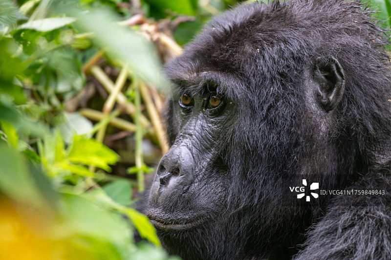 山地大猩猩头部特写图片素材