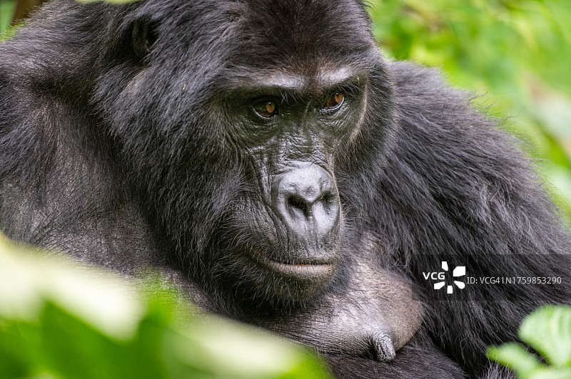 野外雌性山地大猩猩图片素材
