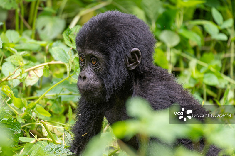 雨林中的小猩猩图片素材