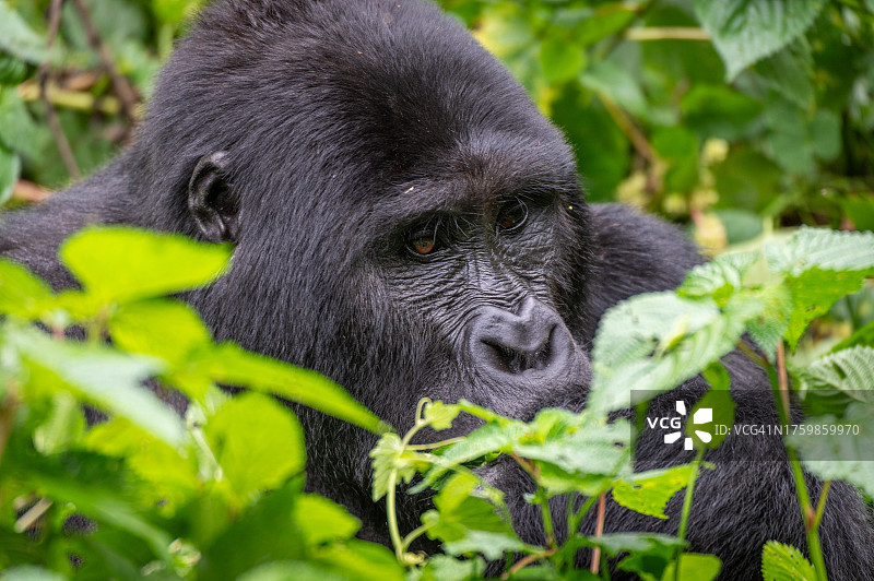 野外山地大猩猩图片素材