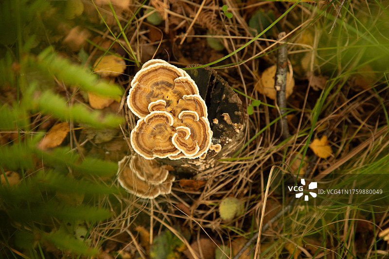 云芝真菌图片素材