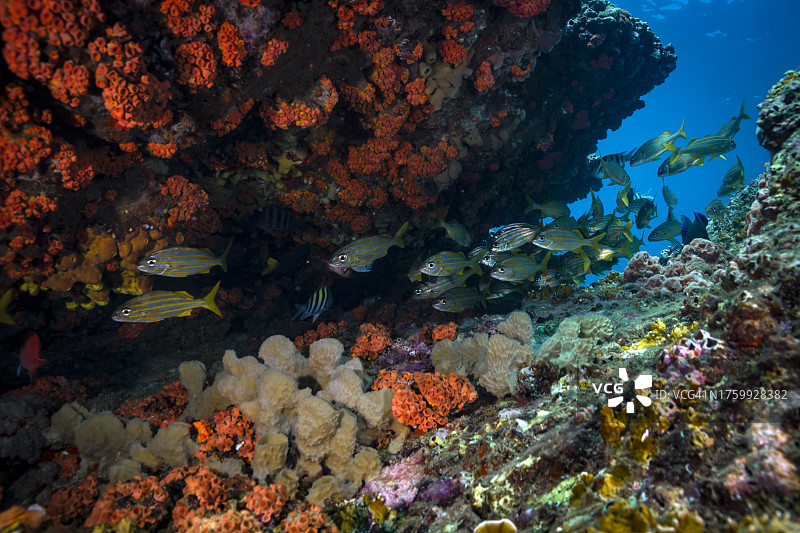 小口石鲈图片素材