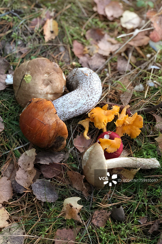 秋叶背景下的食用蘑菇图片素材