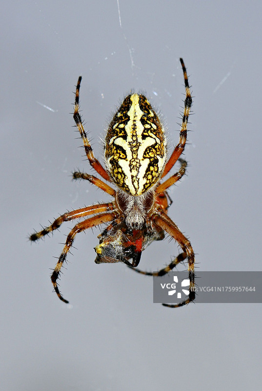 蜘蛛在网上的特写图片素材