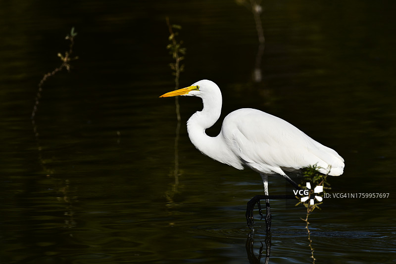 美国亚利桑那州吉尔伯特湖中的苍鹭侧视图图片素材