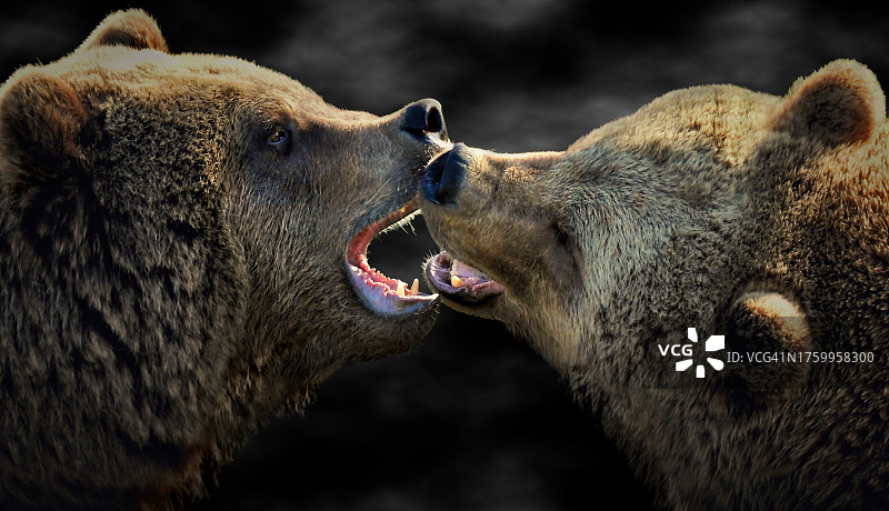 熊的特写图片素材