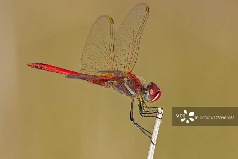 蜻蜓在树枝上的特写图片素材