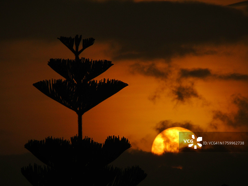 日落时树木映衬天空的剪影图片素材