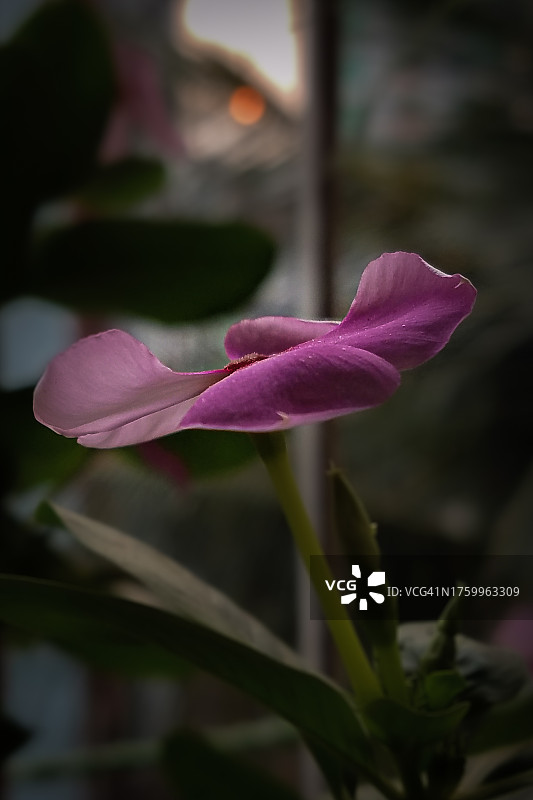 孟加拉国达卡粉色番红花特写图片素材