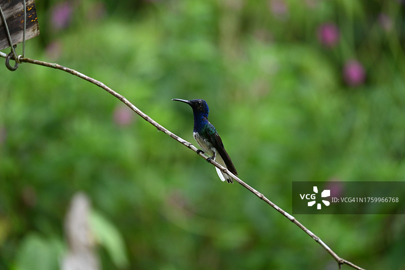 热带蜂鸟栖息在植物上的特写图片素材