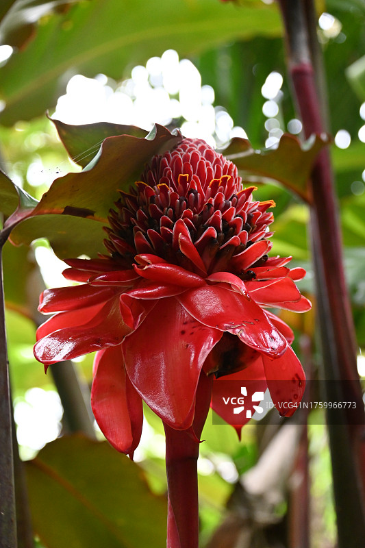 红色开花植物特写图片素材