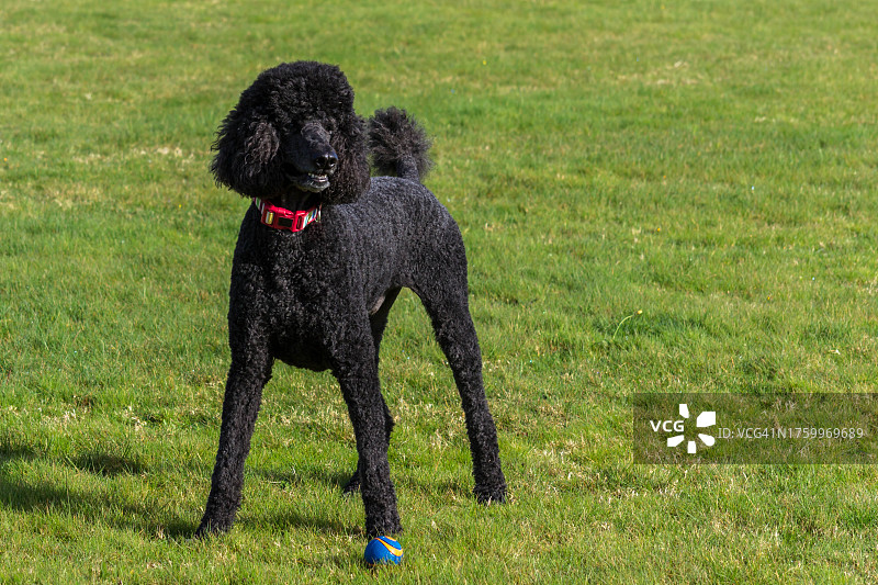 站在田野上的黑色贵宾犬肖像图片素材