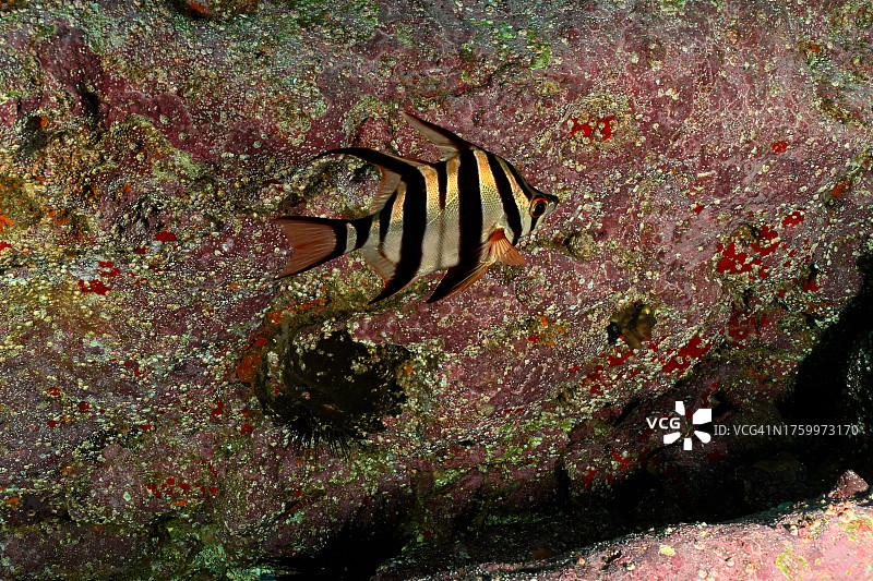 热带海水蝴蝶鱼特写图片素材