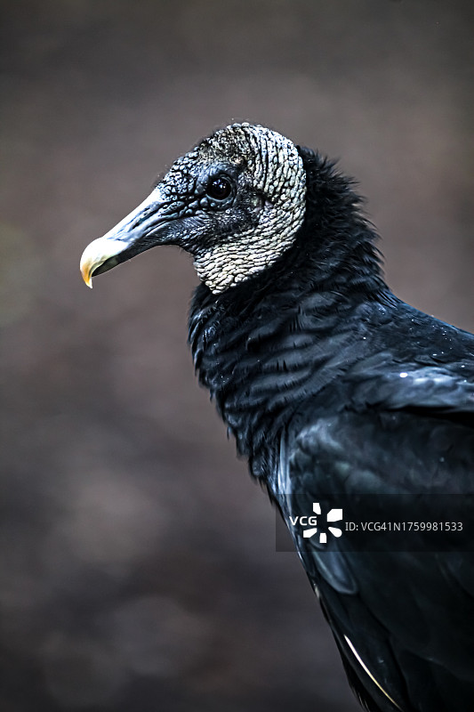 美国弗吉尼亚州大瀑布兀鹫特写图片素材