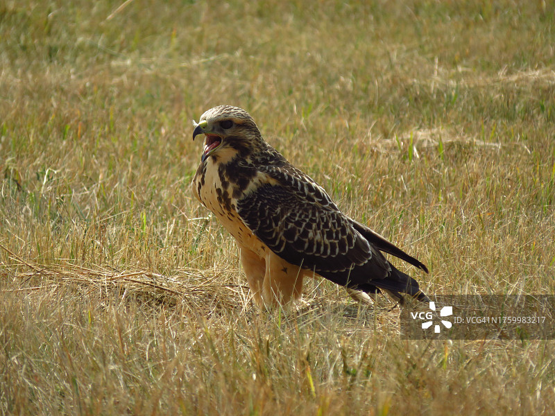 栖息在田野上的雄鹰特写图片素材