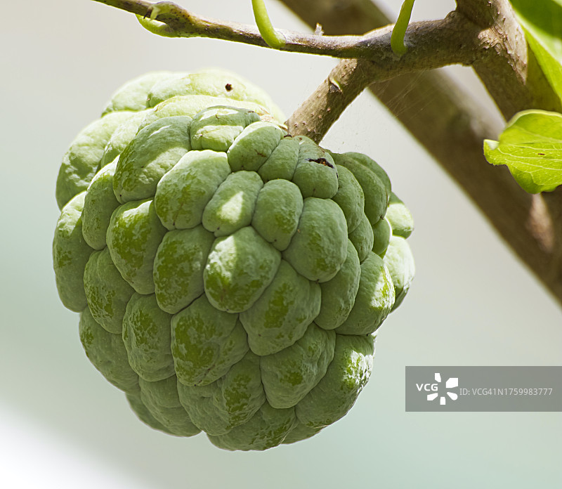 白色背景上的朝鲜蓟特写图片素材