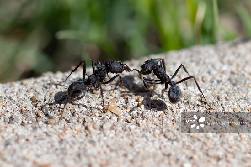 树叶上的蚂蚁特写图片素材