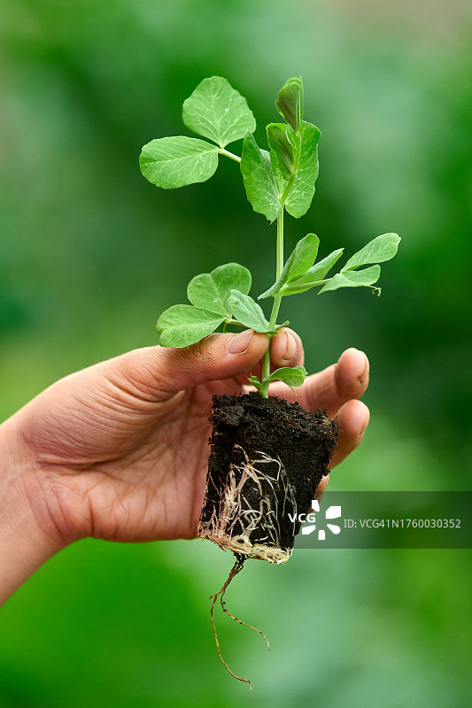 手持带根植物准备种植图片素材