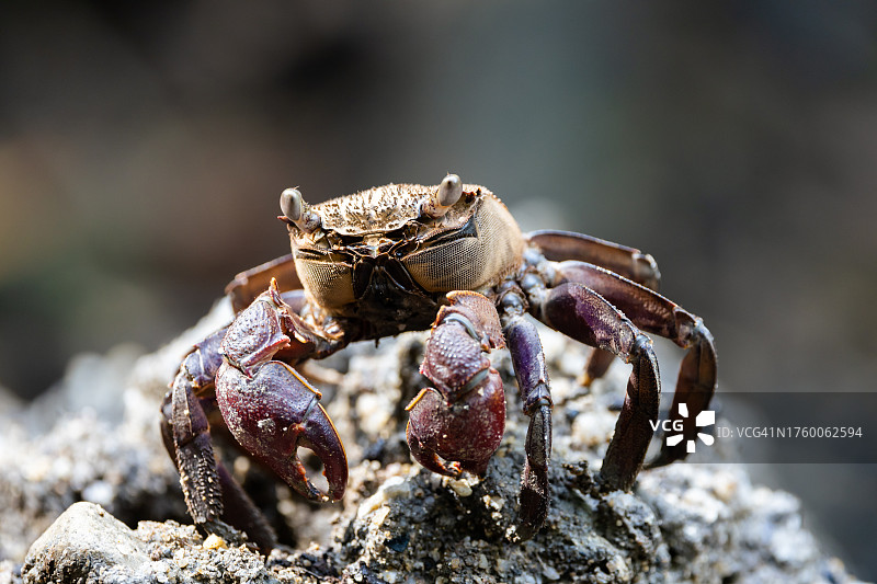 岩石上螃蟹的特写，新加坡图片素材