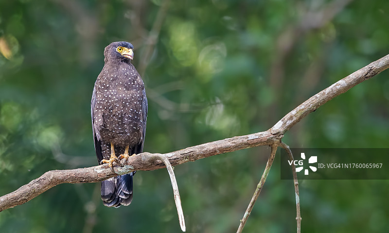 栖息在树枝上的猛禽特写图片素材