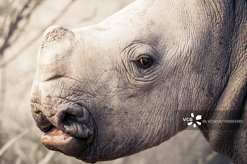 大象特写图片素材