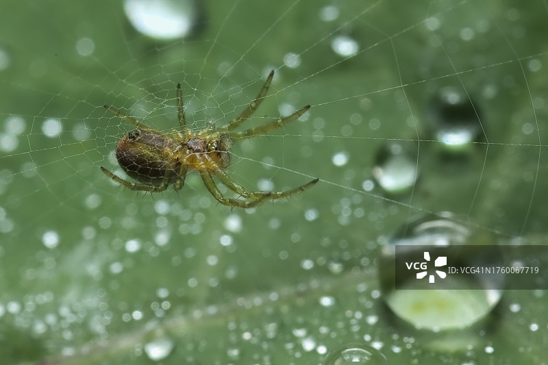 蜘蛛在网上的特写图片素材