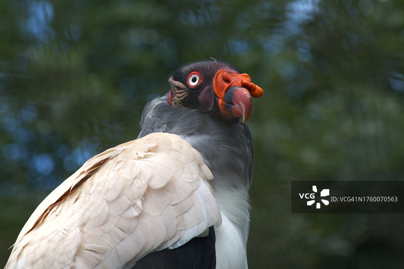 户外栖息的犀鸟特写图片素材