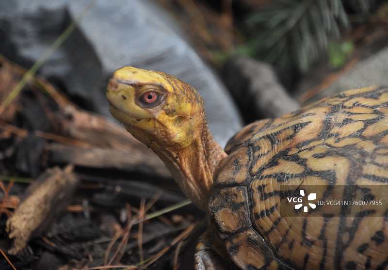 美国乌龟壳特写图片素材