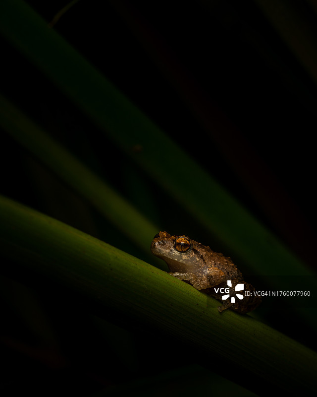 树叶上的蜥蜴特写图片素材