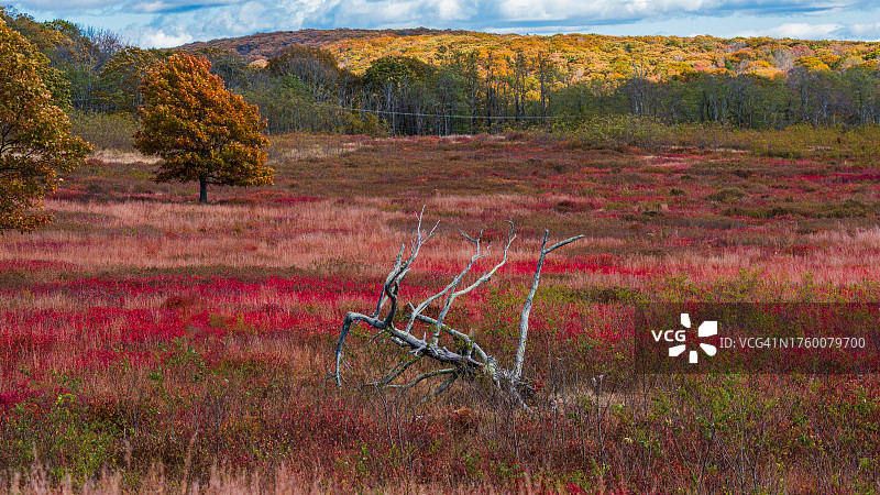 美国弗吉尼亚州谢南多厄秋季田野风光图片素材