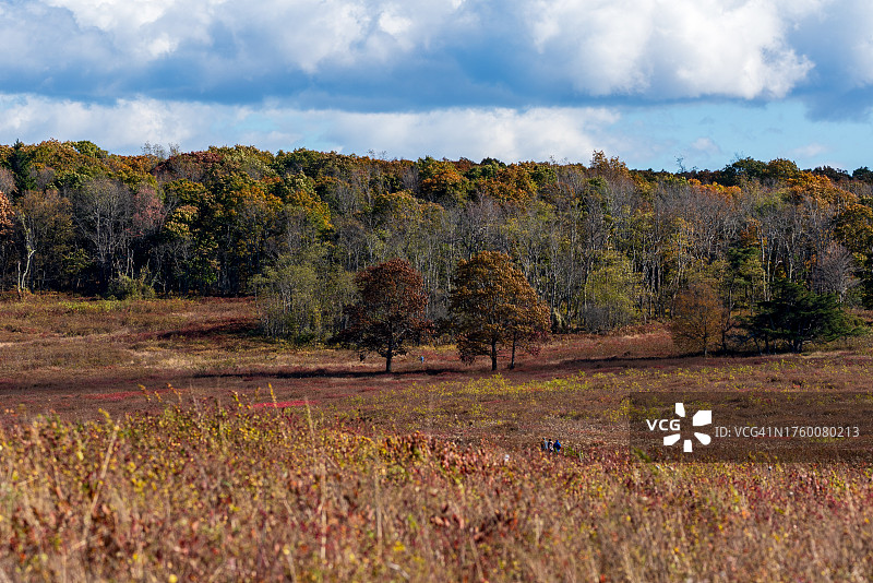 秋季弗吉尼亚州谢南多厄国家公园的田野树木图片素材