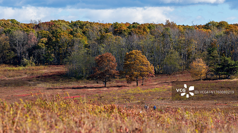 秋季弗吉尼亚州谢南多厄国家公园的田野树木图片素材