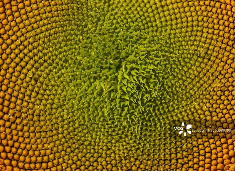 黄色向日葵全画幅照片图片素材