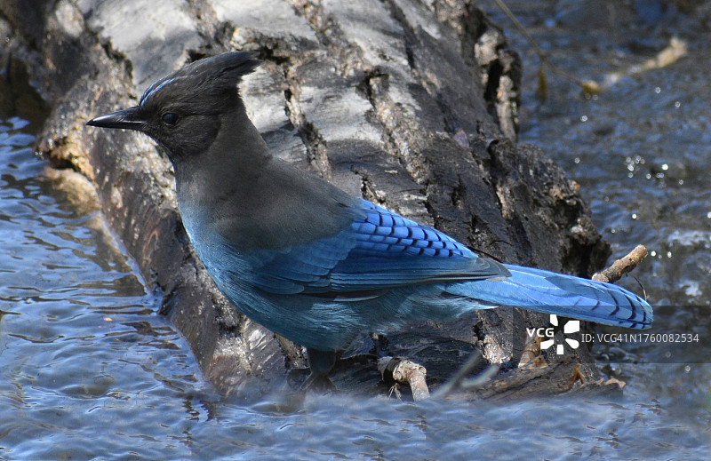 蓝松鸦栖息在岩石上特写，内华达州里诺，美国图片素材