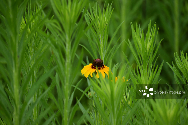 瓢虫在花上的特写，美国得克萨斯州图片素材