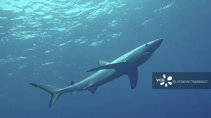 仰视海中鲨鱼图片素材