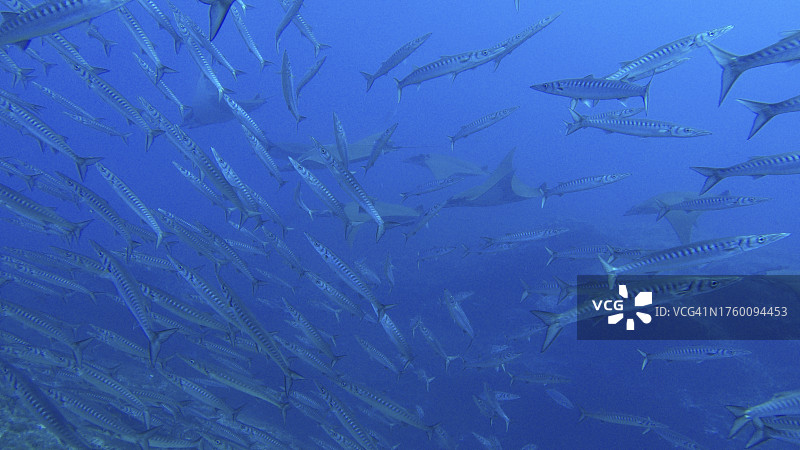 海中梭鱼特写图片素材