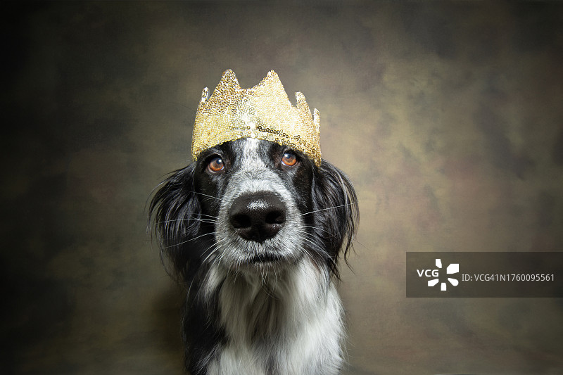 黑色背景下戴王冠史宾格犬特写肖像图片素材